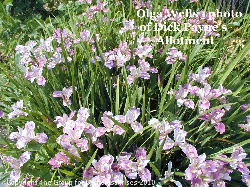Olga Wells  - photo of Dick Payne's Allotment (2)